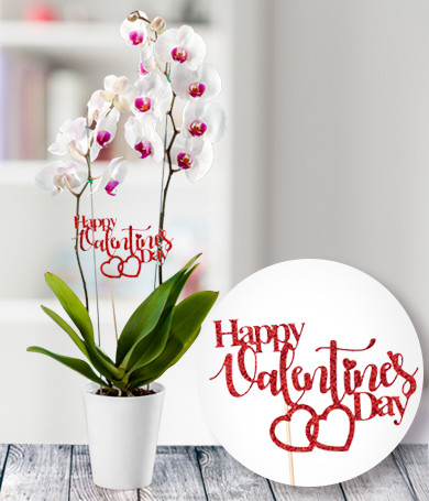 Valentine's Day Orchid